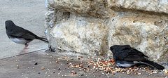 Junco hyemalis carolinensis