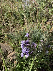 Silene burchellii burchellii