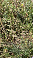 Silene burchellii burchellii