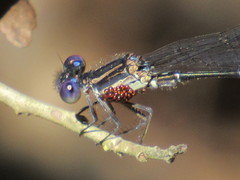 Arrenurus