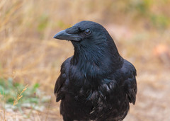 Corvus brachyrhynchos