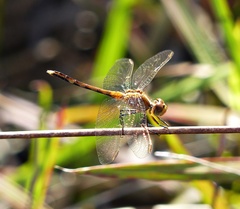 Erythrodiplax nigricans