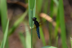 Lyriothemis pachygastra
