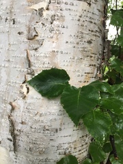 Betula neoalaskana