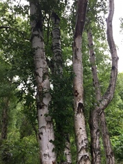 Betula neoalaskana