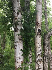Betula neoalaskana
