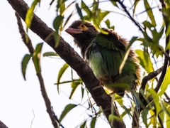 Psilopogon zeylanicus