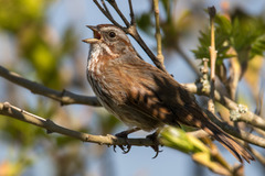 Melospiza melodia