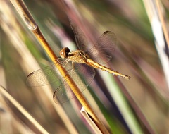 Erythrodiplax nigricans