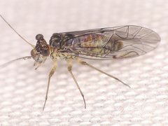 Mesopsocus laticeps