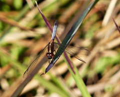 Erythrodiplax paraguayensis