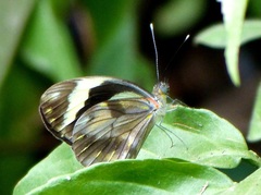 Pieriballia