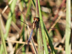 Erythrodiplax paraguayensis