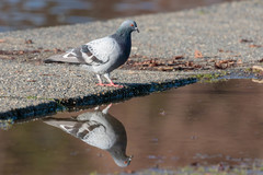 Columba livia