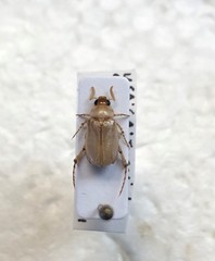 Leptohoplia testaceipennis