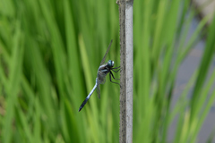 Orthetrum albistylum
