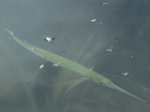 Redfin Needlefish