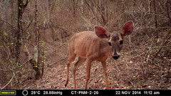 Odocoileus virginianus tropicalis