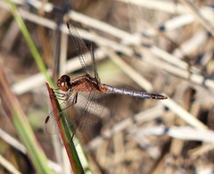 Erythrodiplax paraguayensis