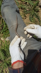 Chalcides chalcides