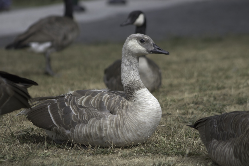 Canada goose bird outlet zone