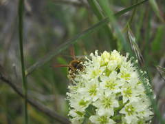 Andrena astragali