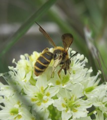 Andrena astragali