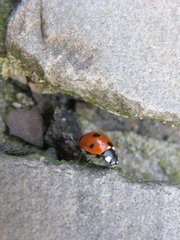 Coccinella septempunctata