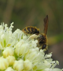 Andrena astragali