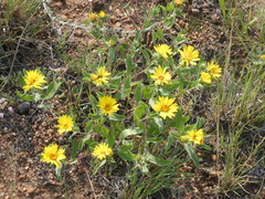Heterotheca resinolens