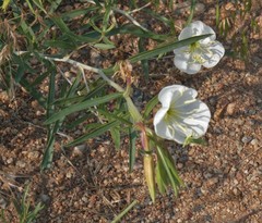 Oenothera nuttallii