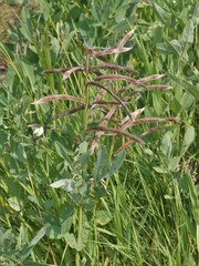 Thermopsis divaricarpa