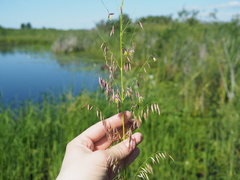 Zizania palustris