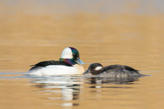 Bucephala albeola