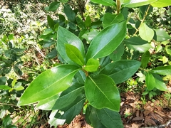 Ageratina viburnoides