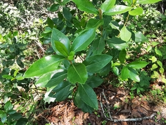 Ageratina viburnoides