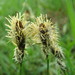 Carex caryophyllea - Photo 由 alderash 所上傳的 (c) alderash，保留部份權利CC BY-NC