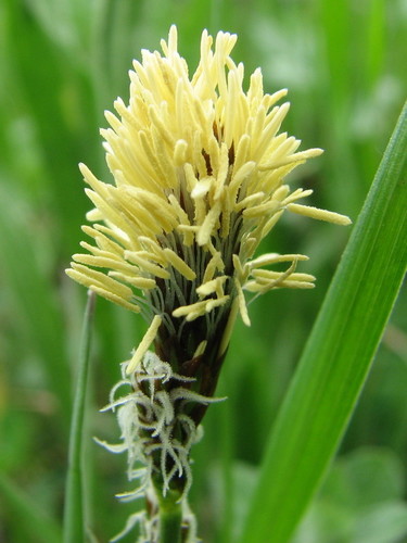 Carex caryophyllea iNat (3)
