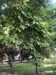 Aesculus hippocastanum