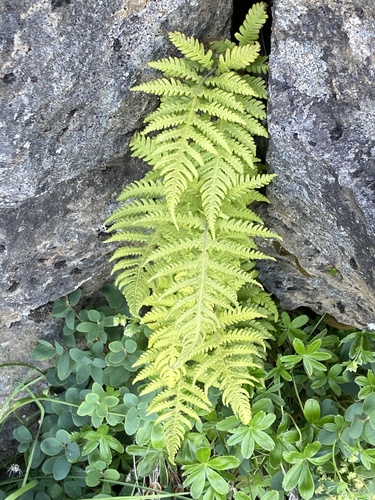sladičovec bučinový (Phegopteris connectilis)