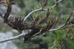 Herpotrichia juniperi