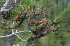 Herpotrichia juniperi