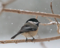 Poecile atricapillus
