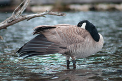 Branta canadensis