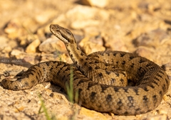 Vipera aspis aspis