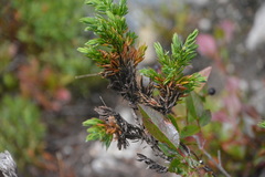 Herpotrichia juniperi