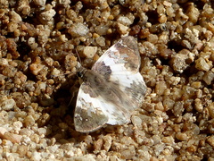 Polyctor