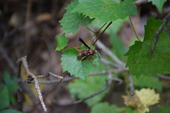 Vitacea polistiformis