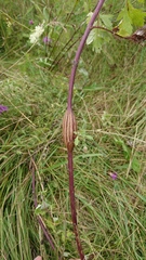 Lasioptera artemisiae