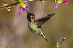 Calypte anna